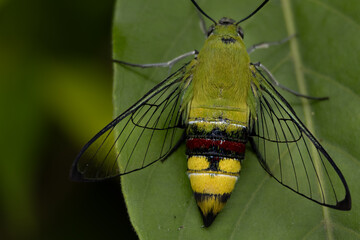 Close-up macro photograph of a coffee bee hawkmoth, Cephonodes hylas, spreading its transparent wings while resting on a green leaf in its natural habitat in Himachal Pradesh, India, during a summer. © Jitender kumar