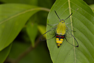 Close-up macro photograph of a coffee bee hawkmoth (Cephonodes hylas) displaying its transparent wings while perched on a green leaf during a summer morning in Himachal Pradesh, India. © Jitender kumar