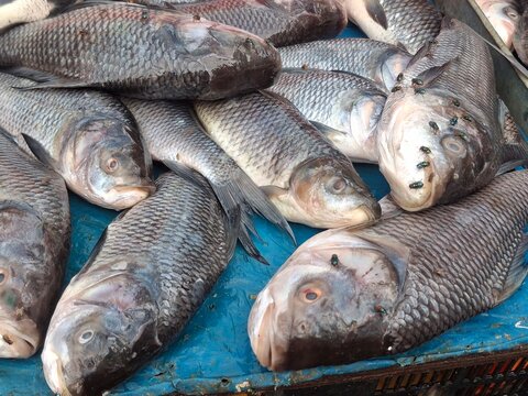Freshly harvested Catla fish displayed on a metal tray at a local market, showcasing their natural silver scales, freshness, and importance in aquaculture