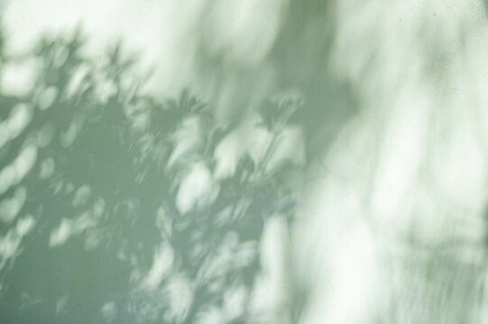 Abstract Pastel Green Wall Texture Draped in Soft Sunlight Shadows.