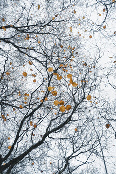 View of bare tree branches with scattered yellow autumn leaves against a pale overcast sky in Vormsi, Laane County, Estonia.