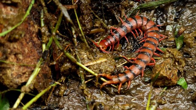 High angle closeup video of a Scolopendra species centipede crawling across the ground in its natural forest habitat during the monsoon season in Himachal Pradesh, India.