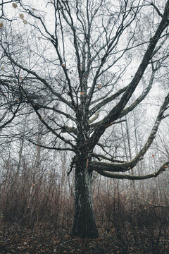 View of a large bare tree in the forest of Vormsi with dry brush and fallen leaves under an overcast sky in Laane County, Estonia.