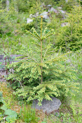 Wild nature. Needle coniferous tree. Pine needle Christmas tree in nature. Green fir pine. Pine with needle. Pine tree in forest © be free