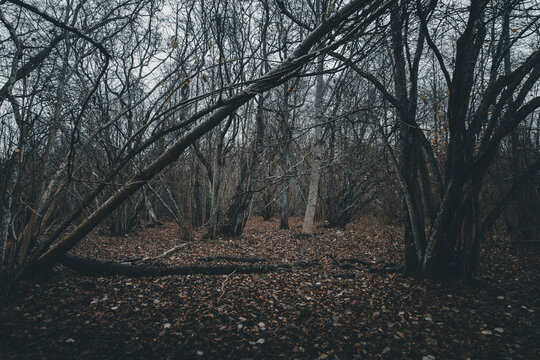 View of Vormsi forest with bare trees and fallen autumn leaves covering the ground, Laane County, Estonia.
