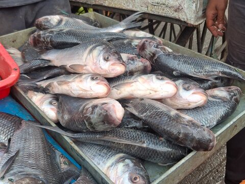 Freshly harvested Catla fish displayed on a metal tray at a local market, showcasing their natural silver scales, freshness, and importance in aquaculture