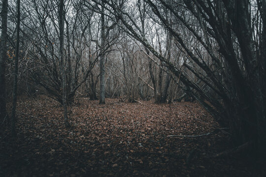 View of the Vormsi forest with bare trees and a ground covered in fallen autumn leaves under an overcast sky, Laane County, Estonia.
