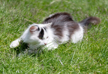 Adorable cat in summer nature. Cat breed. Kitten pet relax outdoor. White fluffy cat relax on green grass © be free