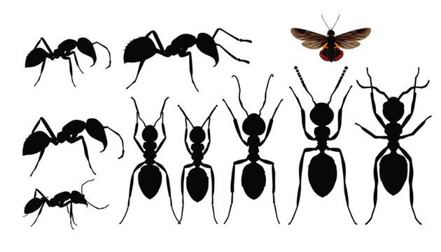 Ants shown in various walking positions alongside a single winged insect presented across a clean horizontal layout against a bright background.
