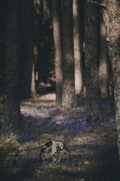 View of a historic stone cross surrounded by purple flowers on the forest floor in Vormsi, Laane County, Estonia.