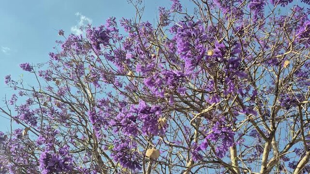 Alguns galhos de Jacarand&aacute; balan&ccedil;ando ao vento, com o ceu azul ao fundo.