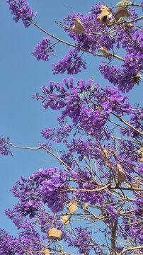  Alguns galhos com cachos de flores de Jacarand&aacute; balan&ccedil;ando ao vento.