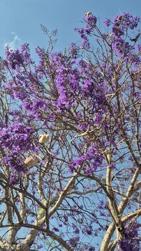 Close up em galhos floridos de Jacaranda mimosifolia balan&ccedil;ando com o vento.