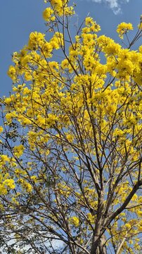Um ipe amarelo florido em um dia claro de ceu azul. Video vertical.