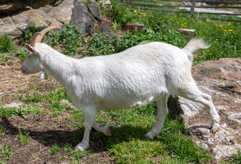 White goat grazing at farming pasture in nature. Graze in pasture countryside. Domestic animal on summer farm. Rural landscape with goat standing on stone. Goat at village © be free