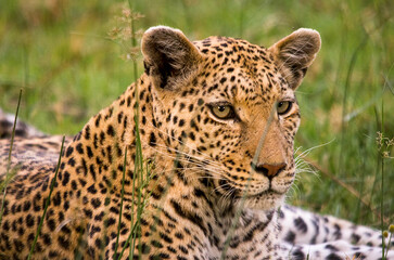 Leopard © Tony