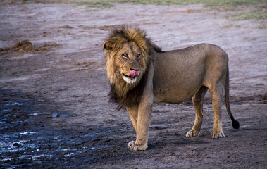 King of the jungle © Tony