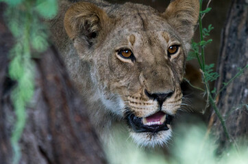 Young lion © Tony