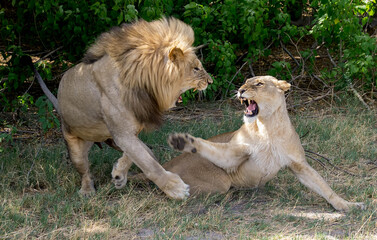 Mated pair of lions © Tony