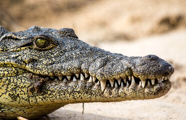 Fototapeta premium Nile rocodile