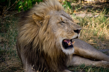 Male lion © Tony