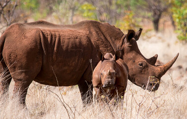 White rhino and calf © Tony