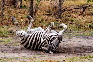 Zebra rokking © Tony