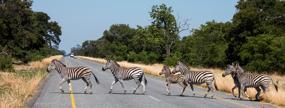 Zebra crossing