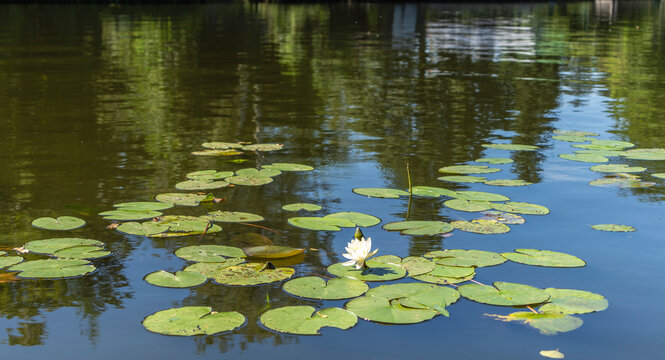 Ruhige Wasseroberfl&auml;che mit wei&szlig; bl&uuml;hender Seerose, Gattung Nymphae, Uckermark, Brandenburg, Deutschland