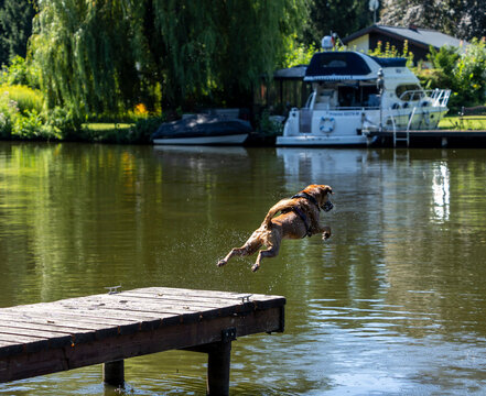 Mittelgro&szlig;er Mischlingshund mit kurzem, braunem Fell beim schwungvollen Sprung in die Dahme bei Dolgenbrodt, Brandenburg, Deutschland
