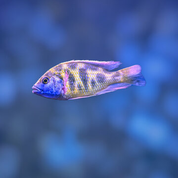 fish, fishing, eel, marine, aquarium, animal, underwater, sea, ocean, reef