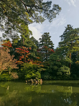 View of the lush greenery and autumn foliage reflecting in the pond at Kenrokuen Garden in Kanazawa, Ishikawa, Japan.
