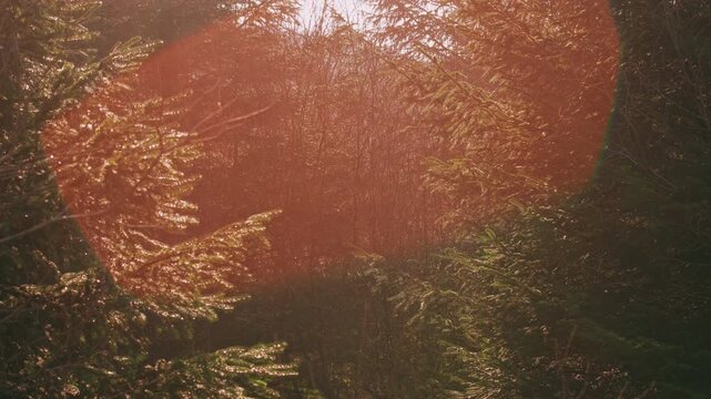 Bright sun flare bursting through dense forest pine trees