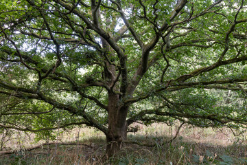 Fototapeta premium Mature Spreading Oak Tree in West Woods Woodland
