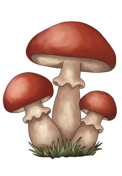 Rote Pilze im Gras als handgezeichnete Illustration herbst