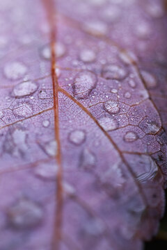 Extreme macro of purple-mauve leaf surface with water droplets and russet vein network, abstract botanical nature art, shallow focus