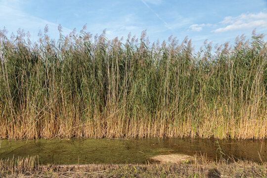 Dense common reed Phragmites australis stand at wetland with water channel, blue sky, ecology habitat nature photography