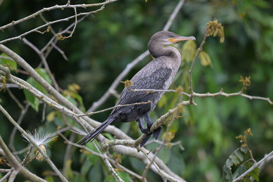 Kormoran Costa Rica