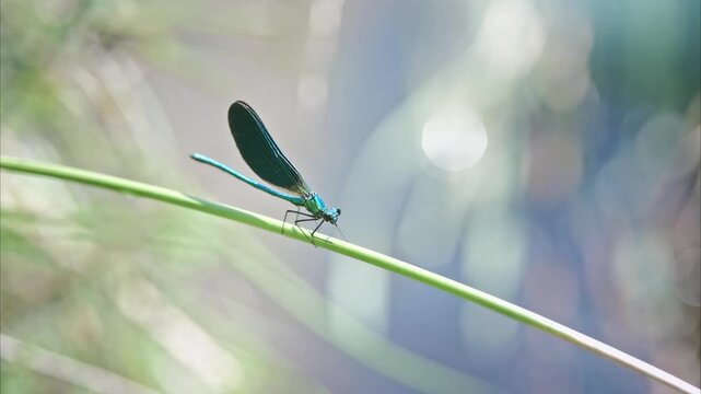 Dragonfly or damselfly perched on a stem above the water, shimmering in the sunlight