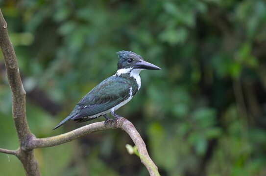 Amazonas-Fischer, Costa Rica