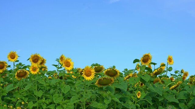 Beautiful field of sunflowers under clear blue sky. Yellow sunflowers swaying in a wind, sunny summer day.