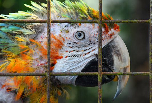 close up of the head of a very scruffy looking macaw parrot behind the bars of its cage, 