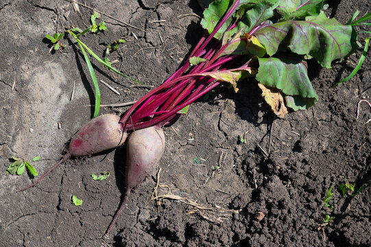 A harvest of red beets grown in fertile soil. Growing vegetables in the garden.