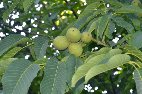 Walnut tree branch with bunch of ripens fruits  and green leaves. Nature, walnut , fruits , harvest, healthy food , healthy life.