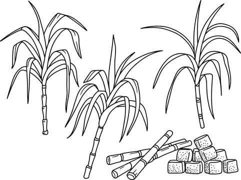 Sugarcane plant and brown sugar cubes sketch vector illustration, agricultural sweet harvest isolated on white