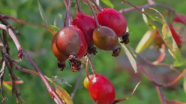 Discovering ripe rose hips in the garden during autumn harvest season