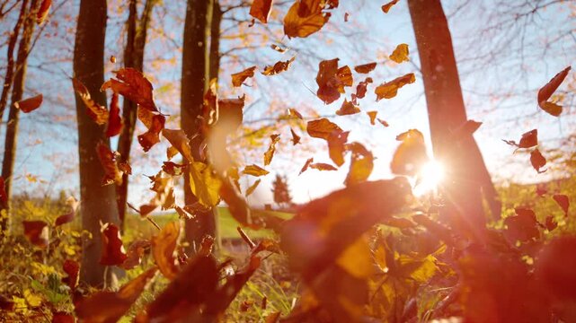 LENS FLARE, CLOSE UP: Windblown autumn leaves rise in front of sunlit trees. Vibrant atmosphere in the forest with glowing golden sunlight and warm colors. Beauty of fall season in the countryside.