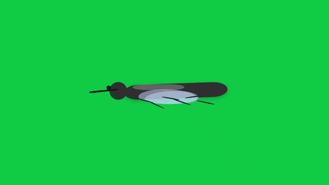 Animated mosquito flying cycle green screen