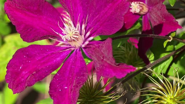 Colorful flowers bloom in a garden during springtime in bright sunlight