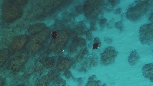 Aerial view of two manta rays swimming in the clear turquoise waters near the rocky coastline of Diamond Beach in Nusa Penida, Bali, Indonesia.